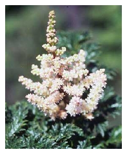 ASTILBE crispa 'Liliput'